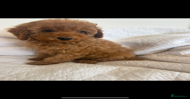 Labradoodle dogs - Advert 1