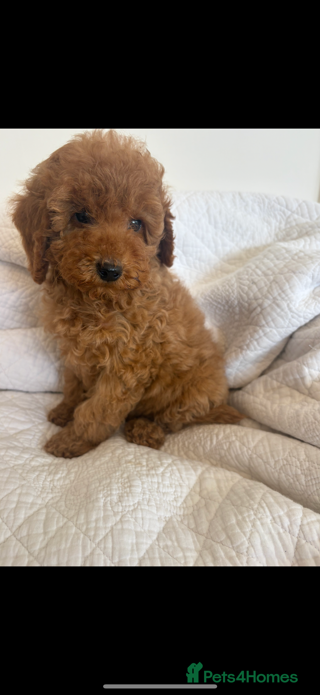 Labradoodle dogs for sale: LICENSED BREEDER extra mini tested labradoodles - Image 3