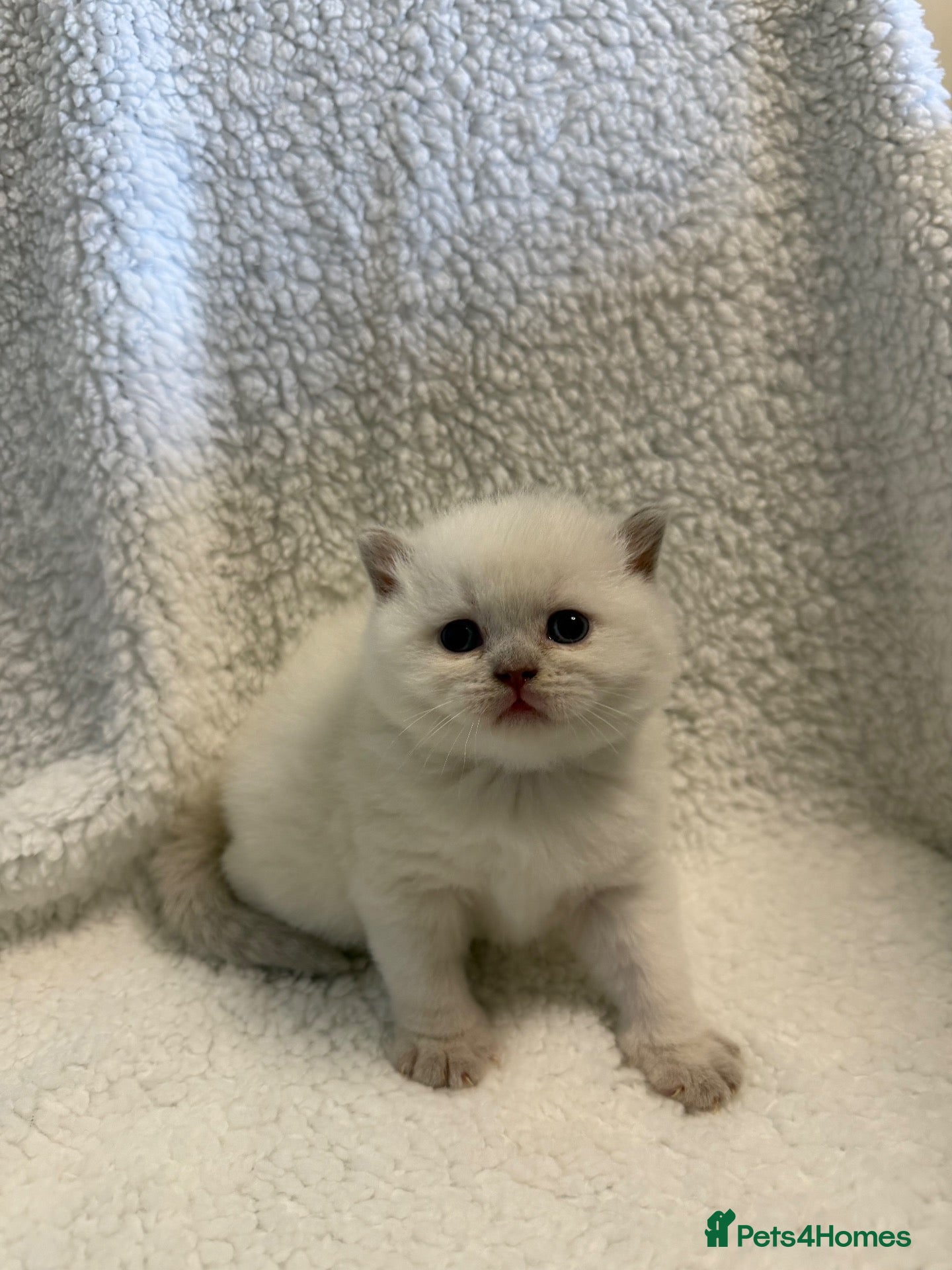 British Longhair cats for sale: BEAUTIFUL BRITISH SHORT HAIRED BABIES FOR SALE - Advert 2