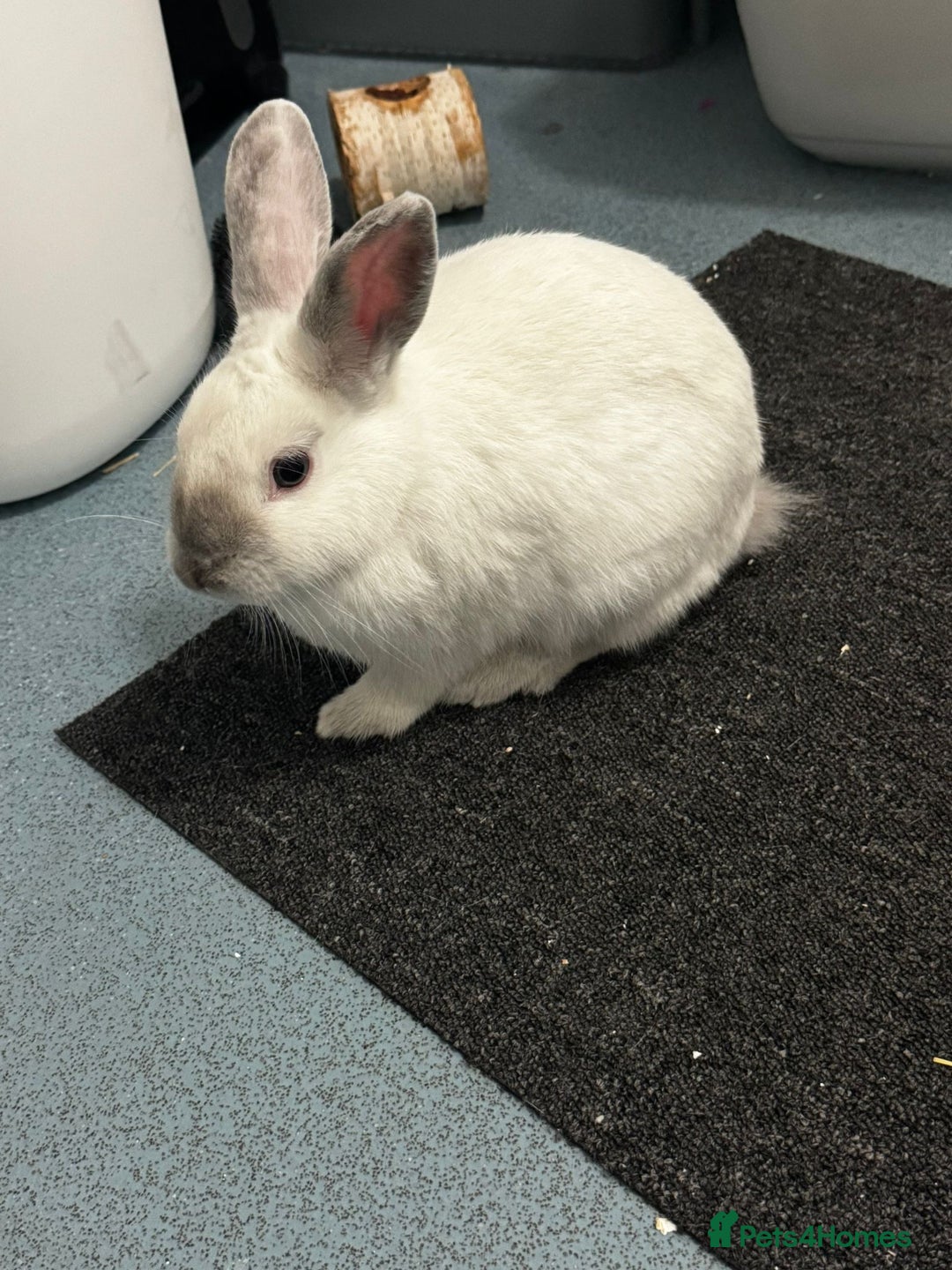 Mixed Breed rabbits for sale: Need rehoming as moving  - Advert 1