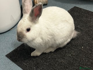 Mixed Breed rabbits Need rehoming as moving - Advert 1