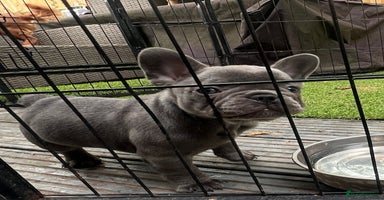 French Bulldog dogs - Advert 2