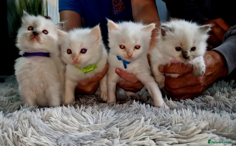 Ragdoll cats - Advert 1