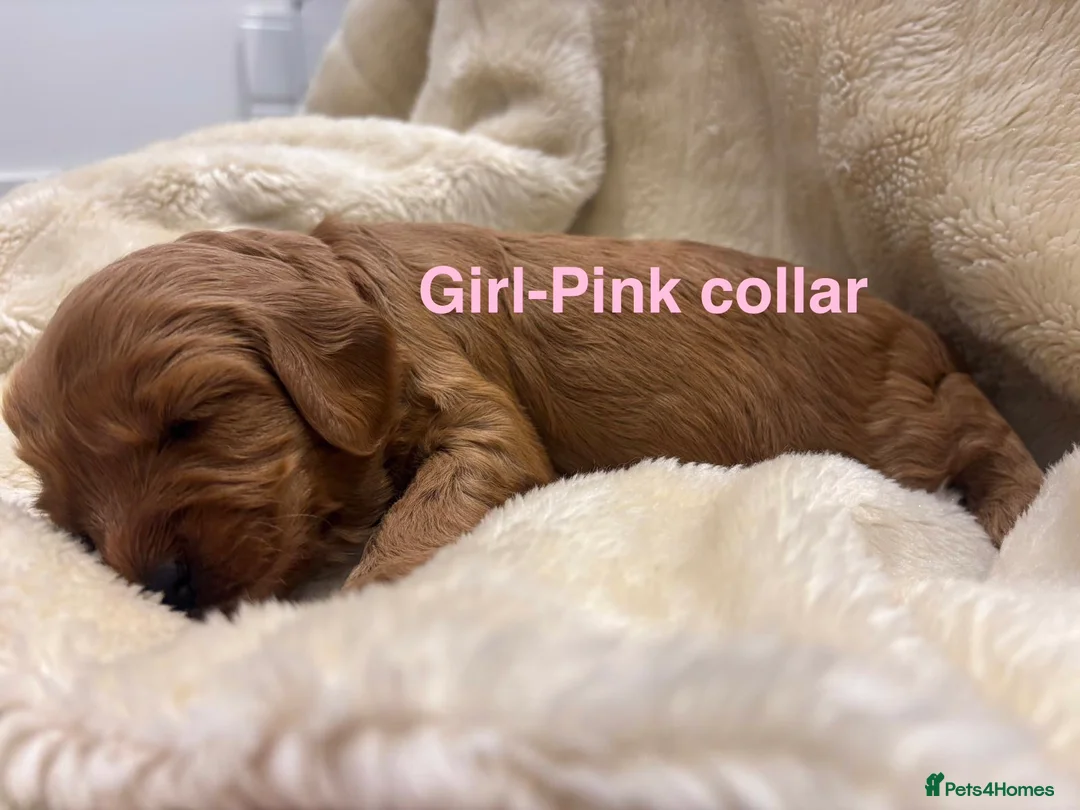 Cockapoo dogs for sale: 🐾 STUNNING F1B RED MINIATURE COCKAPOO PUPPIES  - Advert 6
