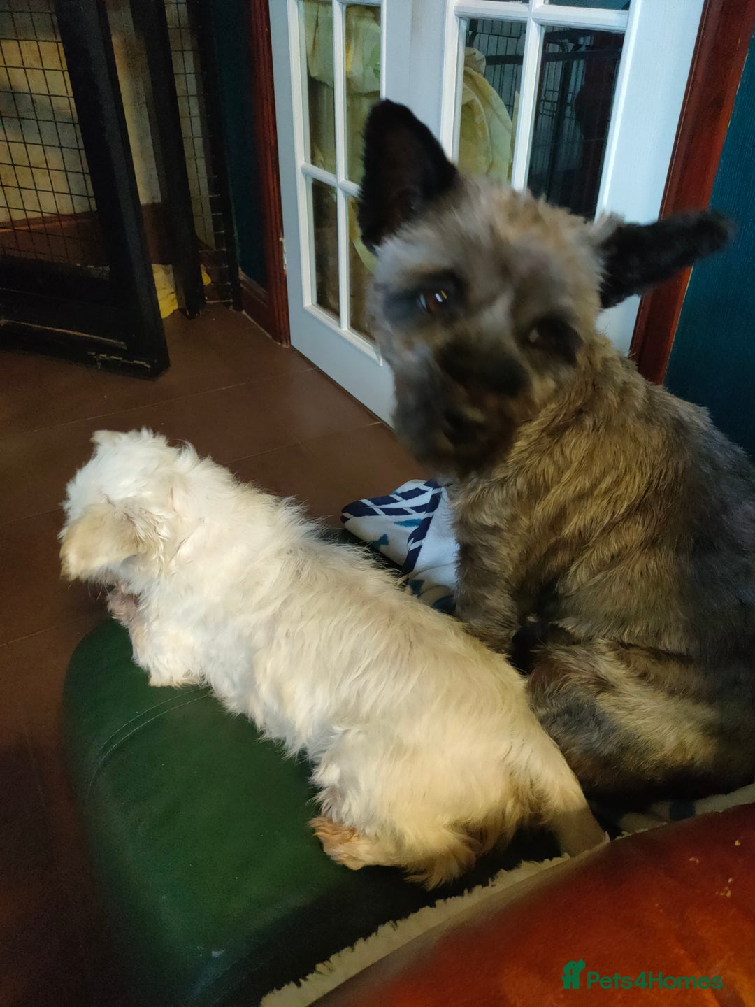 Cairn Terrier dogs for sale: KC registered cairn terrier - Image 6