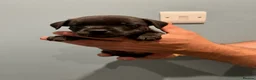 Staffordshire Bull Terrier dogs for sale: Gorgeous Brindle KC Pups  - Advert 26