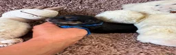Cocker Spaniel dogs for sale: Excellent pedigree Cocker Pups Farlavale / Rowston - Advert 13