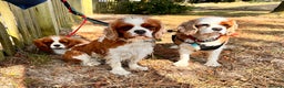 Cavalier King Charles Spaniel dogs for sale: Pure breed cavalier King Charles puppies - Advert 14