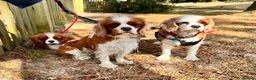 Cavalier King Charles Spaniel dogs for sale: Pure breed cavalier King Charles puppies - Advert 15