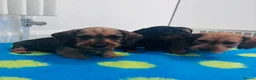 Miniature Dachshund dogs for sale: Miniature dachshund Wirehaired  - Advert 8