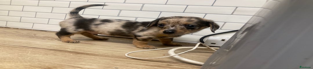 Mixed Breed Puppy 1