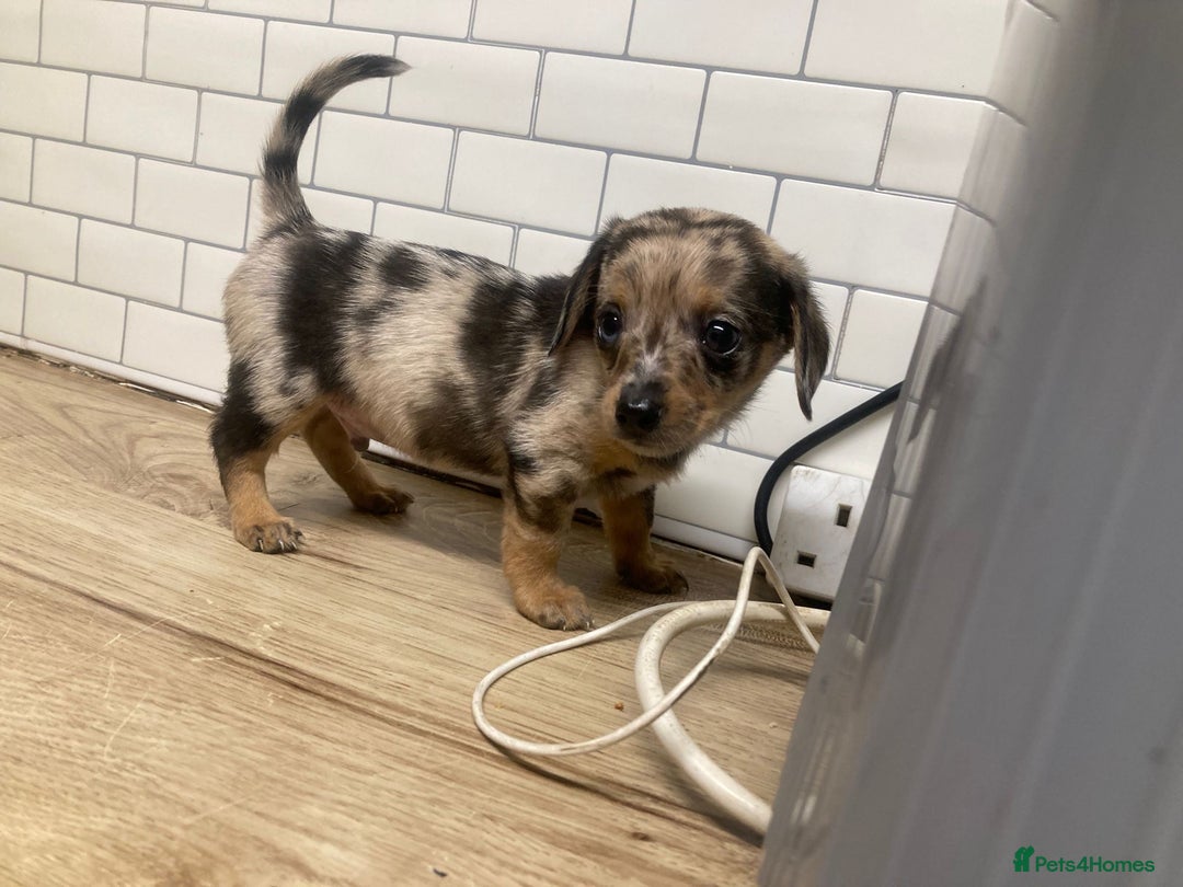 Mixed Breed dogs for sale: Dachshund and Pomeranian - Image 1
