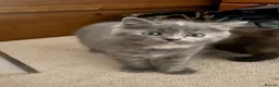 British Shorthair cats for sale: The friendliest British Shorthair kittens - Advert 8