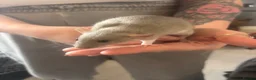 Rat rodents for sale: Rats for sale  - Advert 16