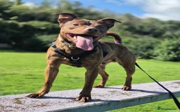 Mixed Breed dogs for adoption: MADDOX - YOUNG MALE STAFFIE CROSS in Newton Abbot - Image 2