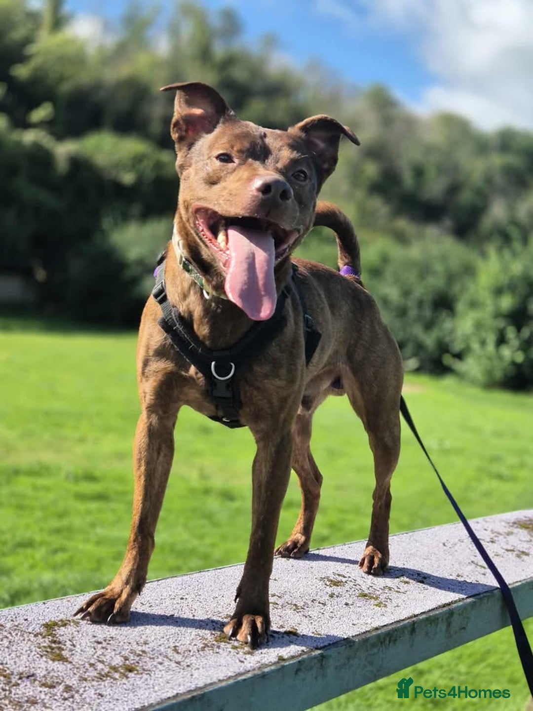 Mixed Breed dogs for adoption: MADDOX - YOUNG MALE STAFFIE CROSS in Newton Abbot - Image 2