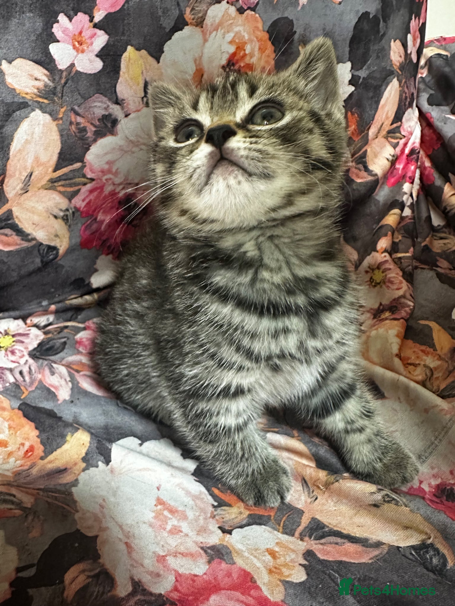 British Shorthair Kitten 2