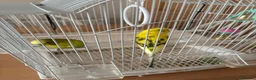 Budgerigars birds for sale: Black Wing Male & Yellow Female and Cage Included - Advert 4