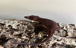 Gecko reptiles for sale: Various crested geckos and gargoyles - Image 4