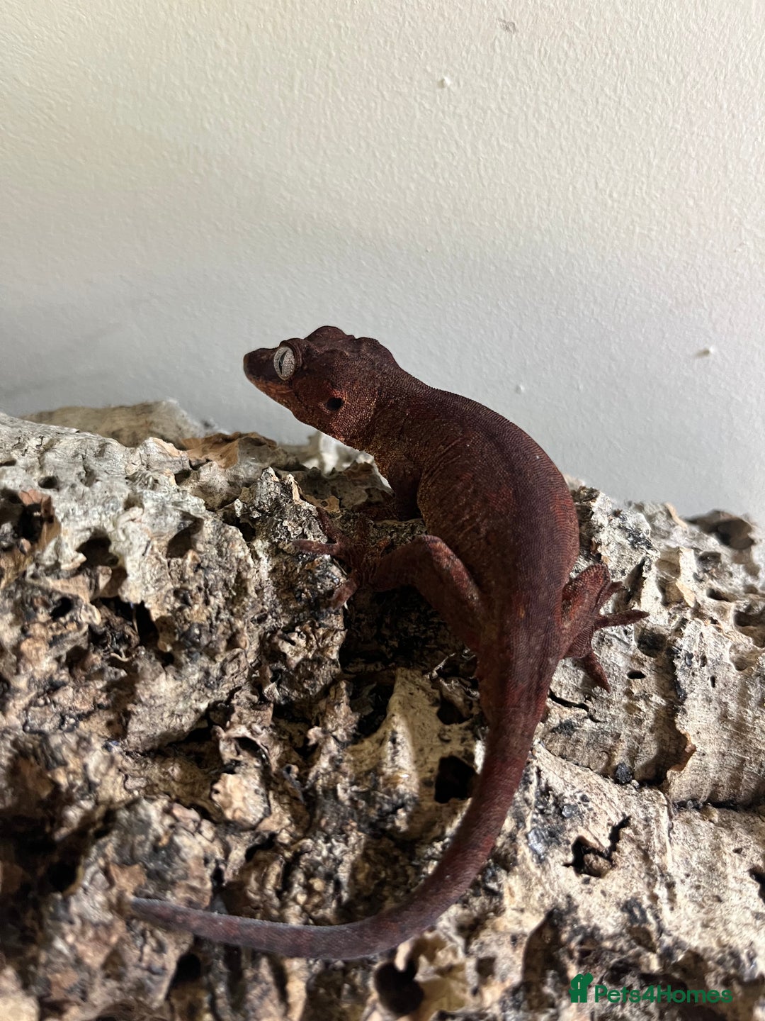 Gecko reptiles for sale: Various crested geckos and gargoyles - Image 4