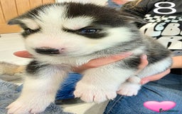 Siberian Husky dogs for sale: Siberian Husky Puppies - Image 17