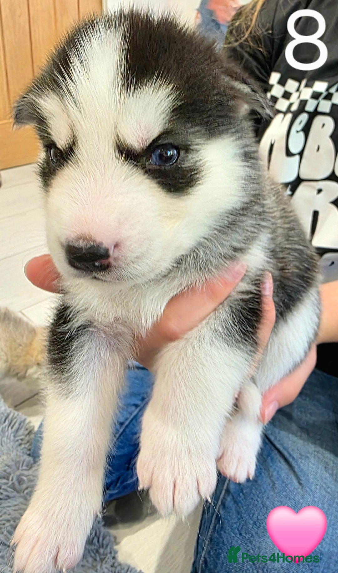 Siberian Husky dogs for sale: Siberian Husky Puppies - Image 17