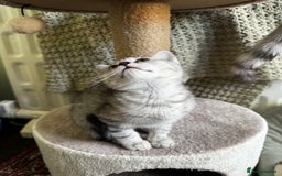 British Shorthair cats for sale: British Shorthair Kittens -Ready for Loving Homes  - Image 14