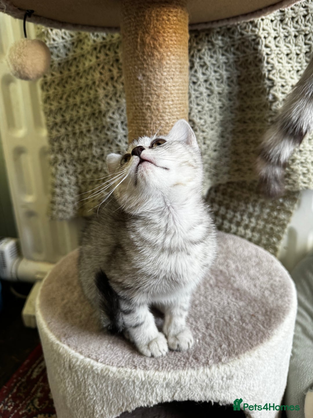 British Shorthair cats for sale: British Shorthair Kittens -Ready for Loving Homes  - Image 14