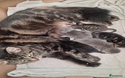 British Shorthair cats for sale: British shorthair x - Image 3