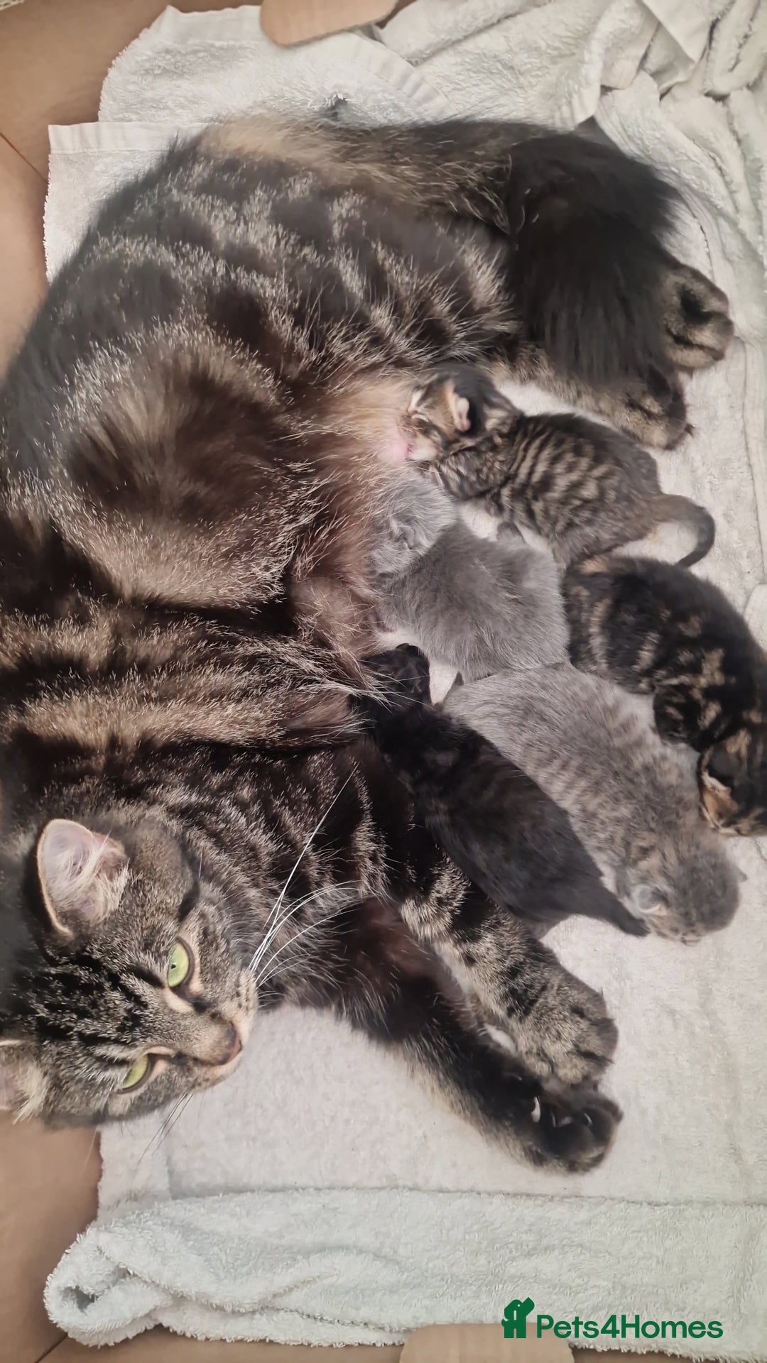 British Shorthair cats for sale: British shorthair x - Image 3