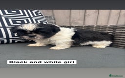 Shih Tzu dogs for sale: Shih tzu  - Image 8