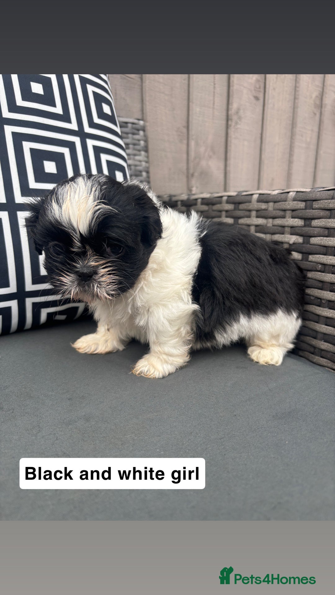 Shih Tzu dogs for sale: Shih tzu  - Image 8