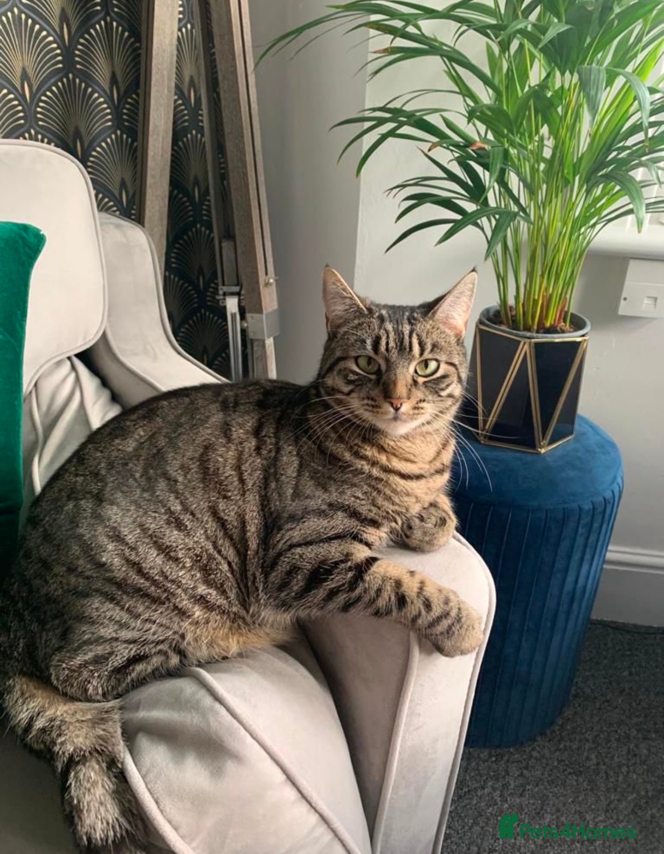 American Shorthair cats Lola  - Advert 8