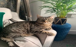 American Shorthair cats for sale: Lola  - Advert 1