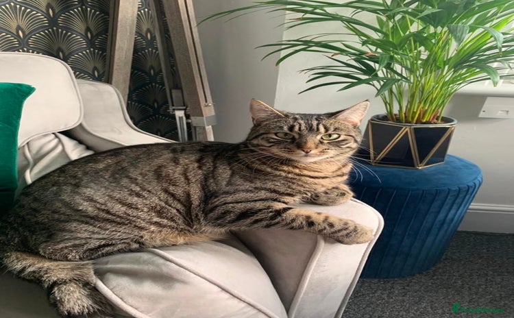 American Shorthair cats Lola  - Advert 1