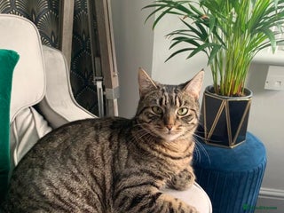 American Shorthair cats Lola - Advert 1