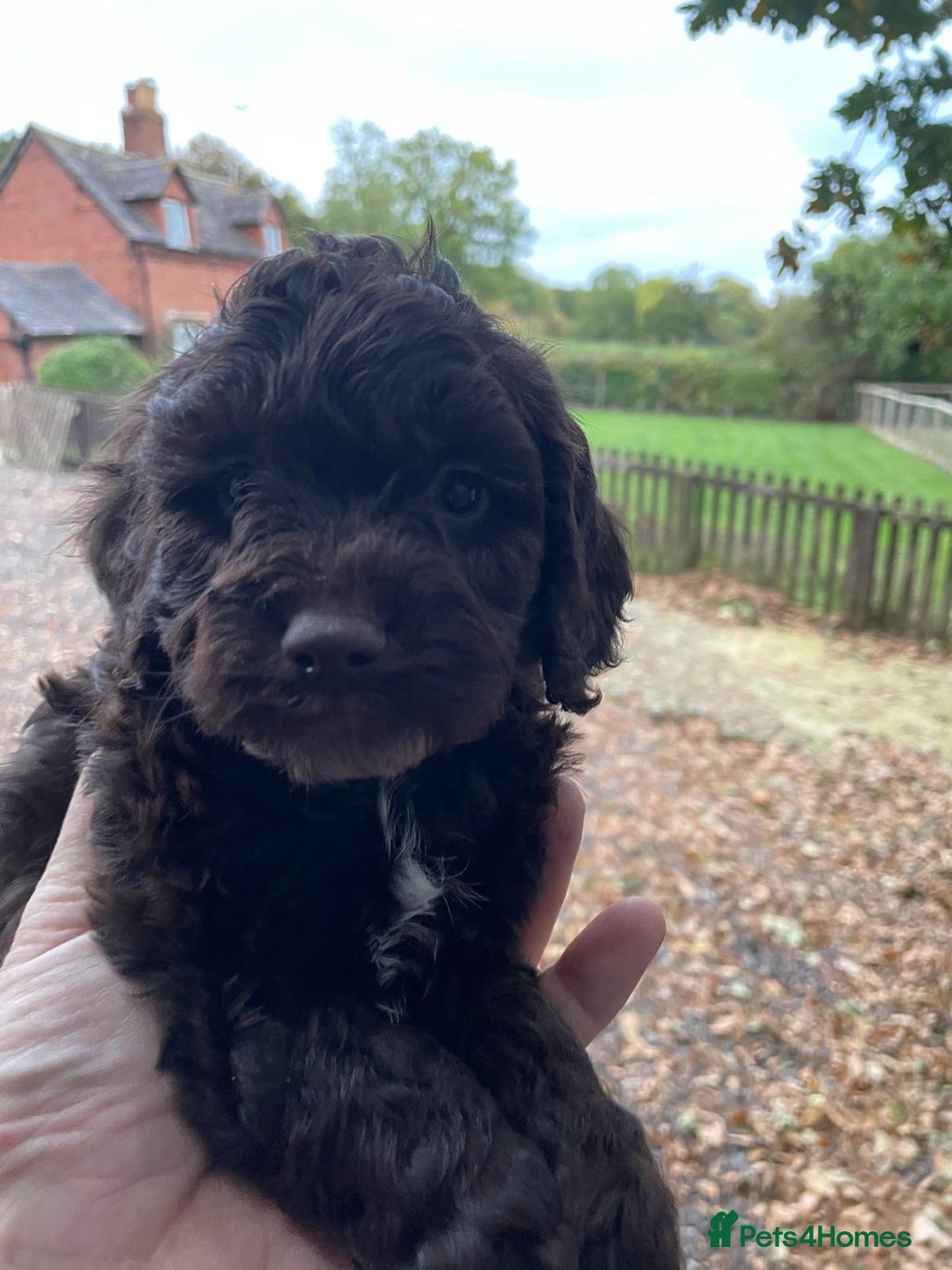 Cockapoo dogs for sale: F1 Cockapoos  - Image 19