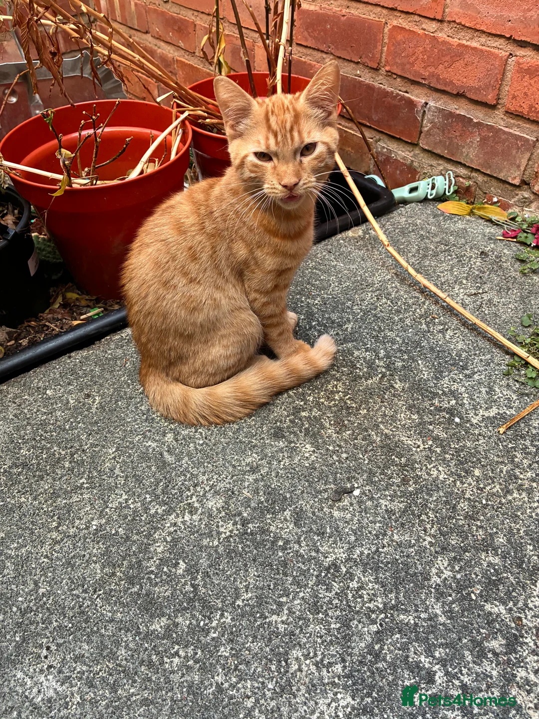 Domestic Shorthair cats for sale: Bernard  in Liverpool - Advert 3