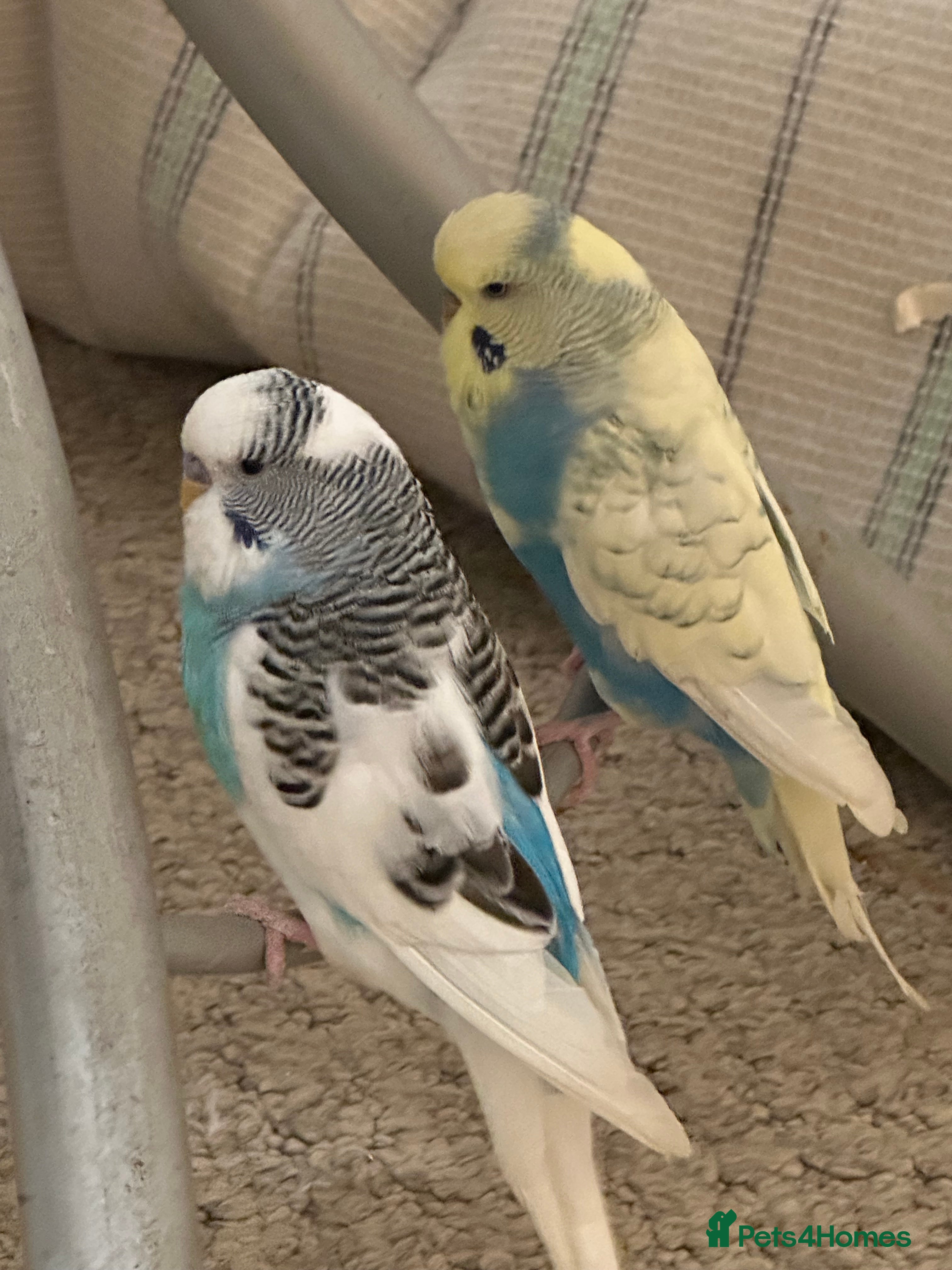 Budgerigars birds Budgies 2 male and 1 female  - Advert 1