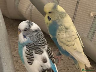 Budgerigars birds Budgies 2 male and 1 female - Advert 15