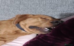 Labrador Retriever dogs for sale: Fox red Labrador  - Image 2