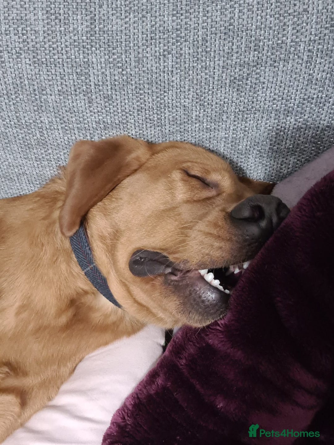 Labrador Retriever dogs for sale: Fox red Labrador  - Image 2