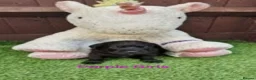 Labrador Retriever dogs for sale:  KC Black Labradors – 4 Boys & 2 Girls Available🐶 - Advert 36