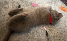 Russian Blue cats for sale: Russian Blue Kittens  - Image 27