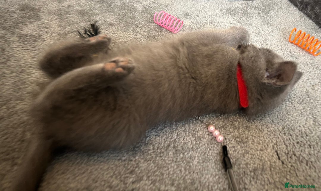 Russian Blue cats for sale: Russian Blue Kittens  - Image 27