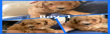 Maltipoo 1