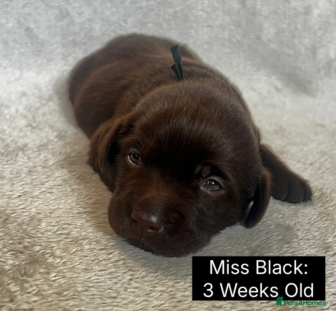 Labrador Retriever dogs for sale: 🖤🤎Superb, Kc Reg, Health Tested, Lab Pups🤎🖤 - Advert 21