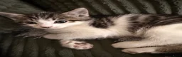Mixed Breed cats for sale: Beautiful kittens ready for new loving homes  - Advert 5