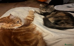 Maine Coon cats for sale: Maine Coon Kittens  - Image 21
