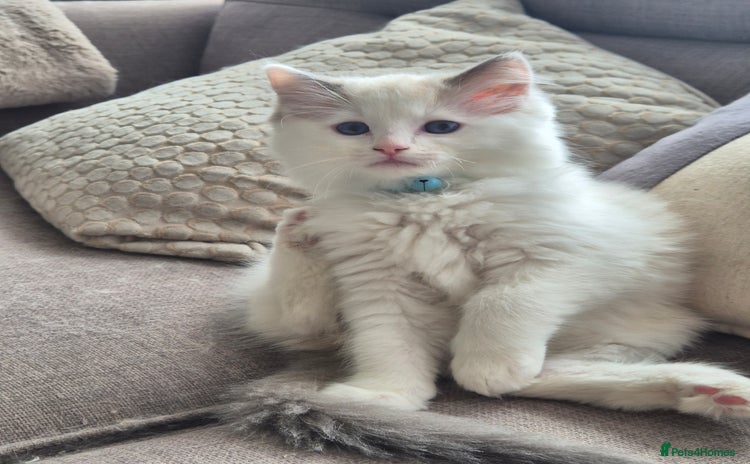 Ragdoll cats - Advert 4